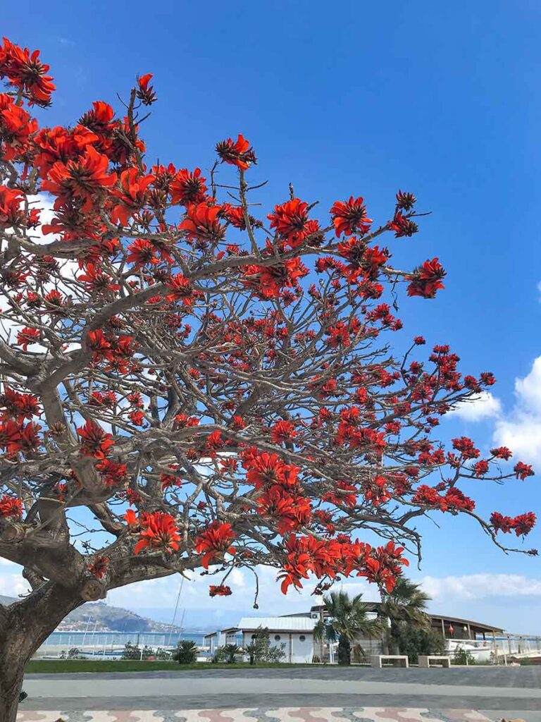 albero del corallo soverato