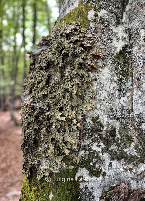 lobaria pulmonaria pollino